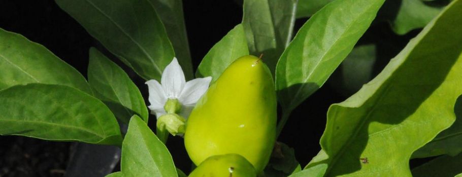 chilies-anbauen